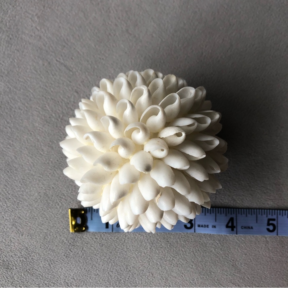Seashell Decor ~ 3.5” ~ White - Picture 3 of 5